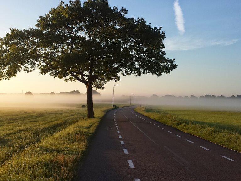 Straße, Baum, Nebel